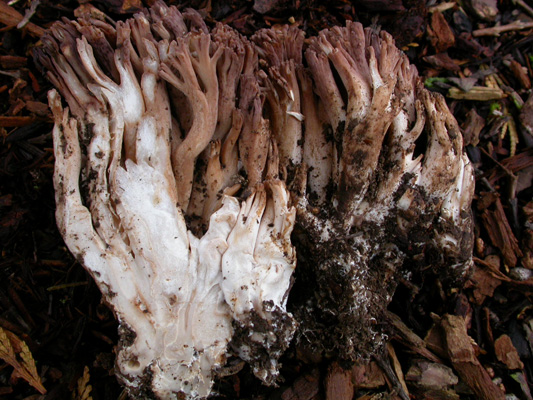 Ramaria marrii